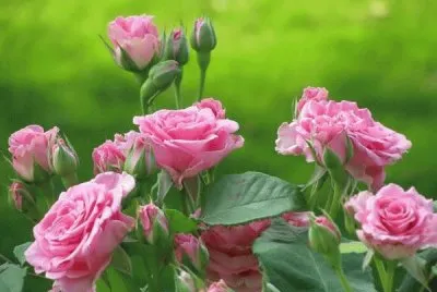 rosas