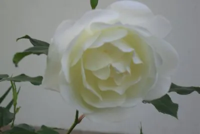 natura