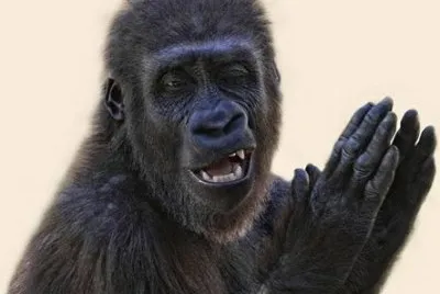 - gorila