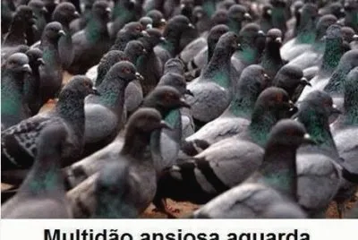 - pombinha