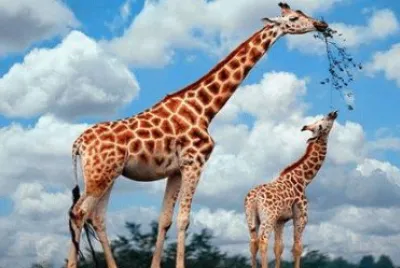 - girafa jigsaw puzzle