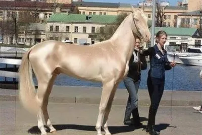 - o cavalo eleito mais bonito do mundo!