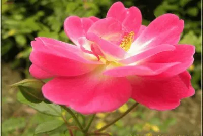 Ã©glantine
