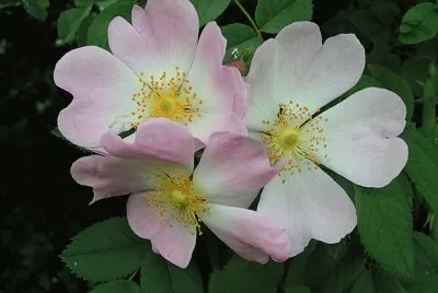 Ã©glantines