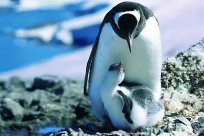 - pinguim,.