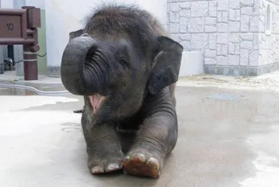 - elefante