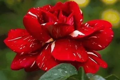 Rosa Vermelha ( Homenagem as MÃ£es )