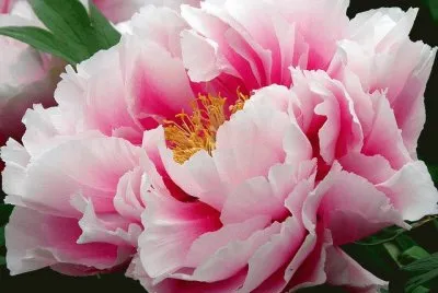 Japanese Tree Peony