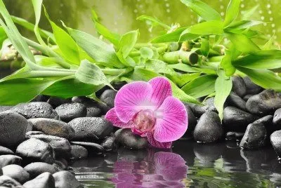 Beautiful Zen Refelecting Pond