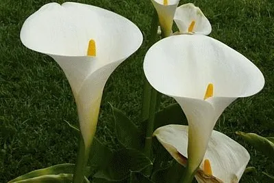 arums