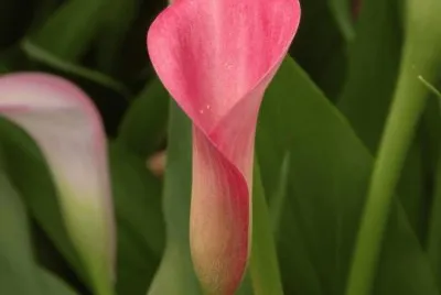 arum