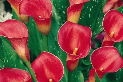 arum