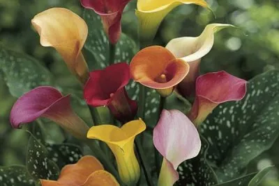 calla