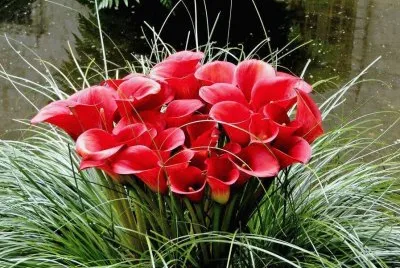 flor