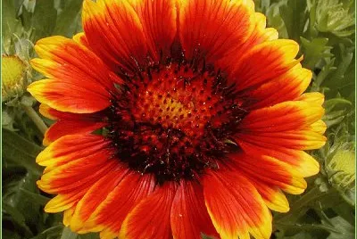 gaillarde