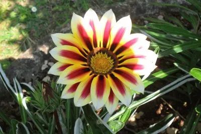 natura
