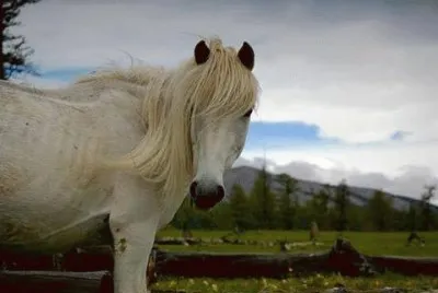 - cavalo branco.