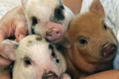 - trÃªs irmÃ£os!
