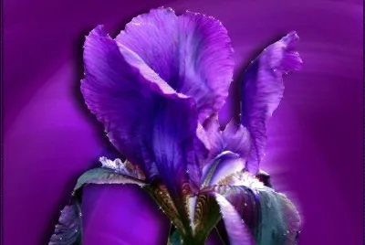 - flor linda,(1)