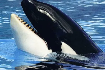 Orca