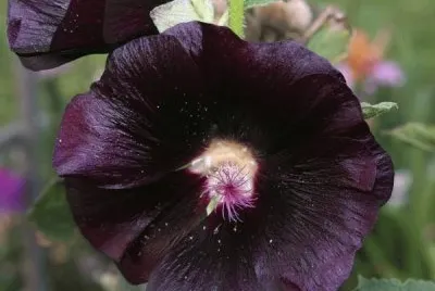 rose tremiÃ©re
