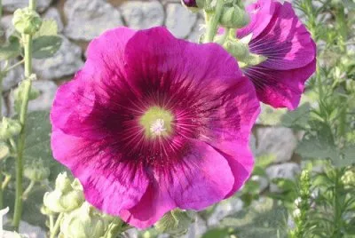 rose tremiere