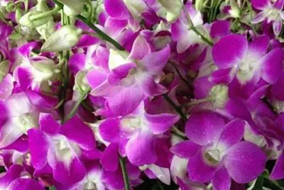 - flores,(27)