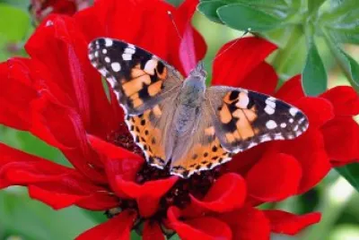 Mariposa