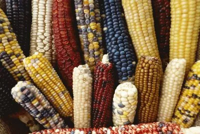 Milho Criolo
