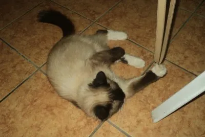 Gatita revoltosa