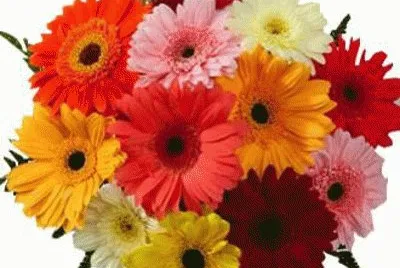 Bouquet de gerberas