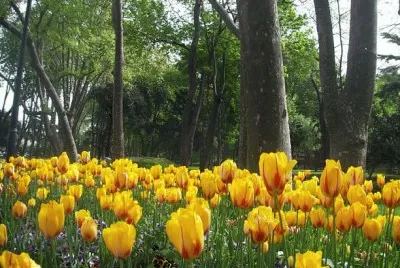 Tulipas Amarelas