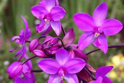 fleurs: OrchidÃ©e Spathoglottis plicata