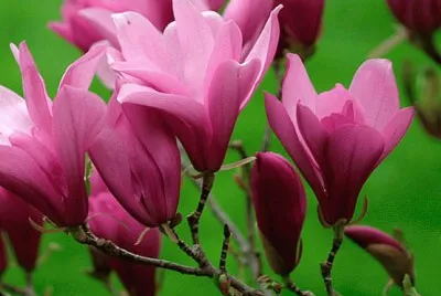 fleurs: magnolia