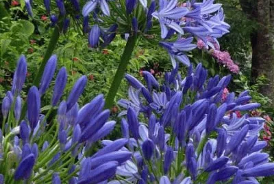 fleurs: Agapanthe jigsaw puzzle