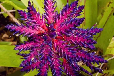 fleurs: bromelia jigsaw puzzle
