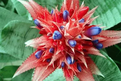fleurs: