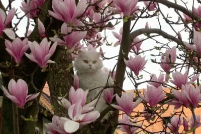 fleurs:  magnolia