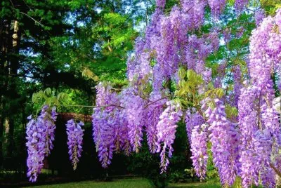 fleurs: glycine