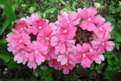 verveine