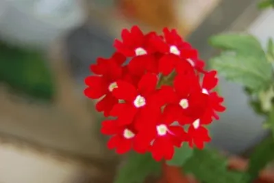 verveine