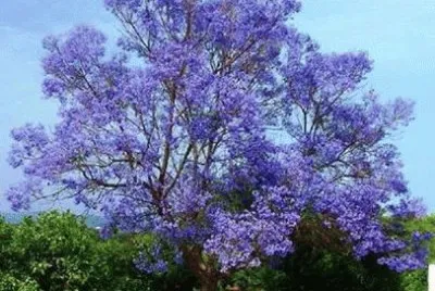 - jacarandÃ¡ imponente