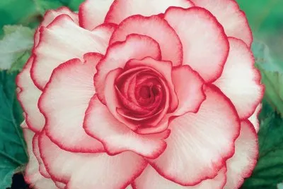 begonia
