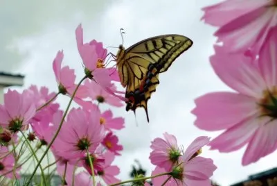 Mariposa