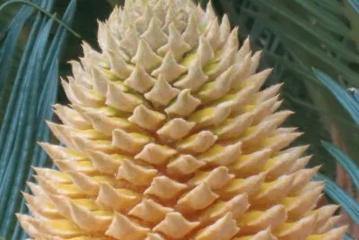éµæ¨¹é–‹èŠ±