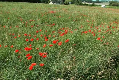 Poppies