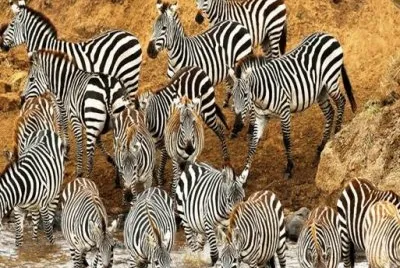 zebrafest