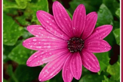 fleurs d 'Ã©tÃ¨
