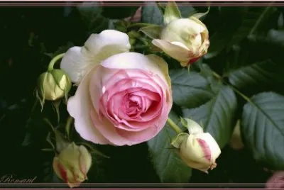 rose