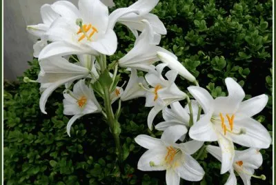 lys